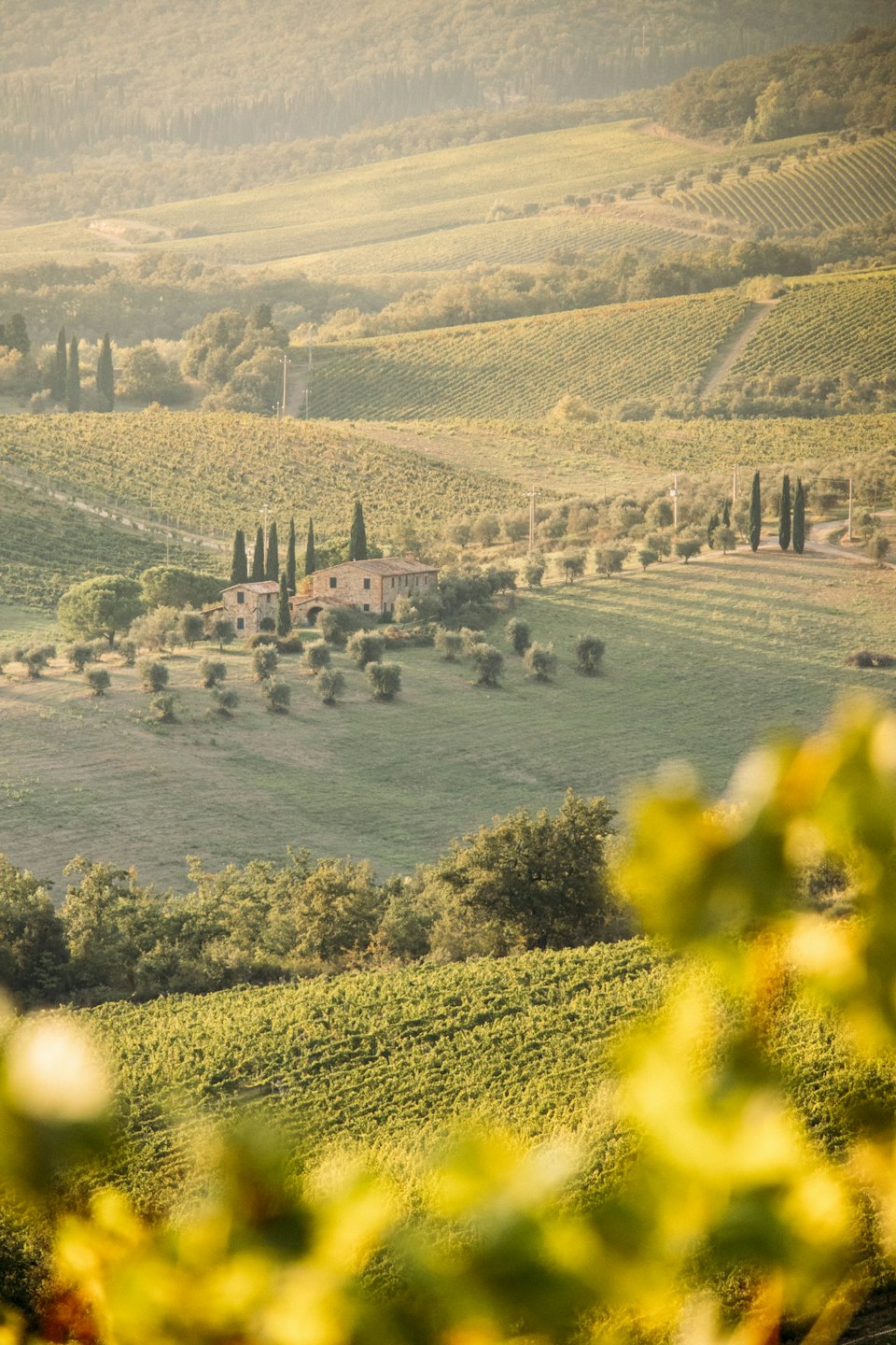 Rolling vineyard hills with a stone farmhouse and cypress trees.